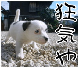 MIEDOG Jack Russell terrier sticker 11 sticker #15072087