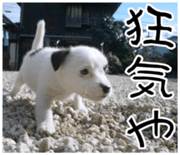 MIEDOG Jack Russell terrier sticker 11 sticker #15072087