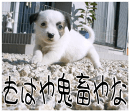 MIEDOG Jack Russell terrier sticker 11 sticker #15072088