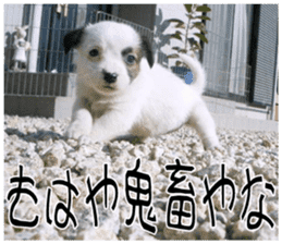 MIEDOG Jack Russell terrier sticker 11 sticker #15072088