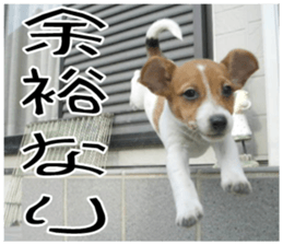 MIEDOG Jack Russell terrier sticker 11 sticker #15072089