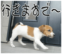 MIEDOG Jack Russell terrier sticker 11 sticker #15072090