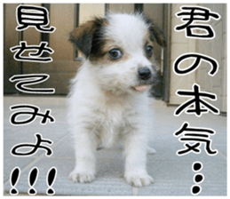 MIEDOG Jack Russell terrier sticker 11 sticker #15072091