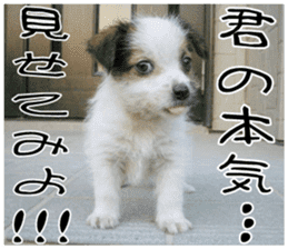 MIEDOG Jack Russell terrier sticker 11 sticker #15072091