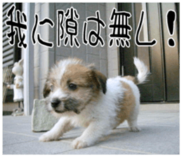 MIEDOG Jack Russell terrier sticker 11 sticker #15072092