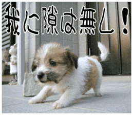 MIEDOG Jack Russell terrier sticker 11 sticker #15072092