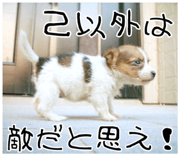 MIEDOG Jack Russell terrier sticker 11 sticker #15072093