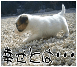 MIEDOG Jack Russell terrier sticker 11 sticker #15072094