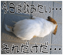 MIEDOG Jack Russell terrier sticker 11 sticker #15072095