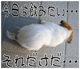 MIEDOG Jack Russell terrier sticker 11 sticker #15072095