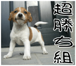 MIEDOG Jack Russell terrier sticker 11 sticker #15072096