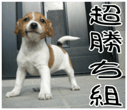 MIEDOG Jack Russell terrier sticker 11 sticker #15072096