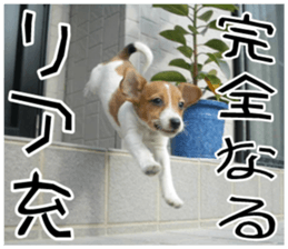 MIEDOG Jack Russell terrier sticker 11 sticker #15072097
