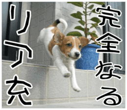 MIEDOG Jack Russell terrier sticker 11 sticker #15072097