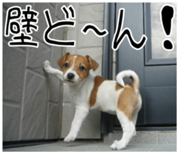 MIEDOG Jack Russell terrier sticker 11 sticker #15072098