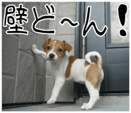 MIEDOG Jack Russell terrier sticker 11 sticker #15072098