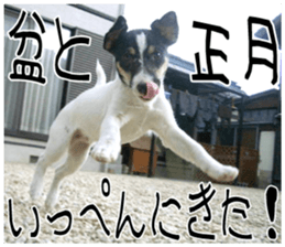 MIEDOG Jack Russell terrier sticker 11 sticker #15072099