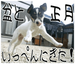 MIEDOG Jack Russell terrier sticker 11 sticker #15072099