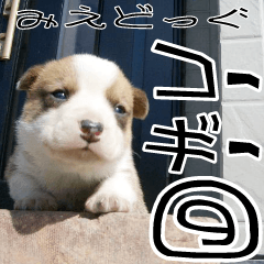MIEDOG Welsh Corgi Cardigan sticker 9
