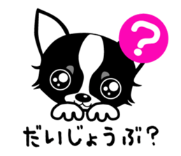 chihuahua-talk sticker #15073778