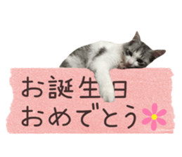 cat of cure congratulations Cheering sticker #15075430