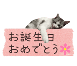 cat of cure congratulations Cheering sticker #15075430