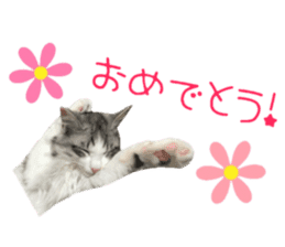 cat of cure congratulations Cheering sticker #15075431