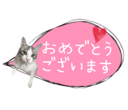 cat of cure congratulations Cheering sticker #15075432