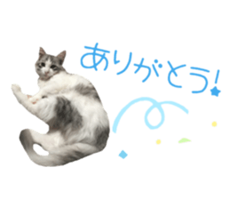 cat of cure congratulations Cheering sticker #15075433