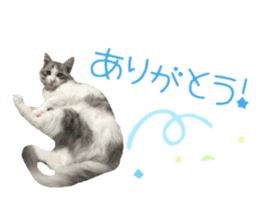 cat of cure congratulations Cheering sticker #15075433