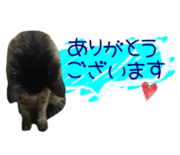 cat of cure congratulations Cheering sticker #15075434