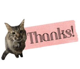 cat of cure congratulations Cheering sticker #15075435
