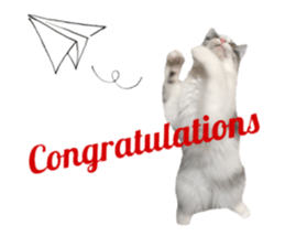 cat of cure congratulations Cheering sticker #15075437