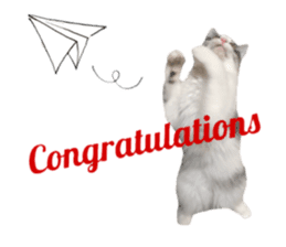 cat of cure congratulations Cheering sticker #15075437