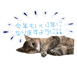 cat of cure congratulations Cheering sticker #15075438