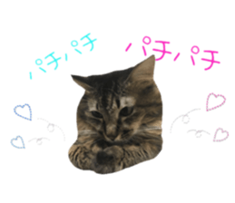 cat of cure congratulations Cheering sticker #15075439