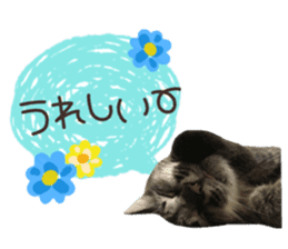 cat of cure congratulations Cheering sticker #15075440