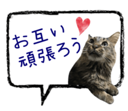 cat of cure congratulations Cheering sticker #15075442