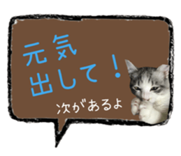 cat of cure congratulations Cheering sticker #15075443