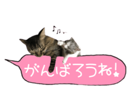 cat of cure congratulations Cheering sticker #15075444