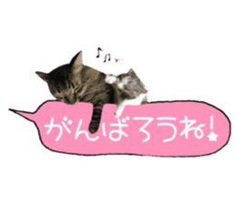 cat of cure congratulations Cheering sticker #15075444