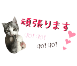 cat of cure congratulations Cheering sticker #15075445