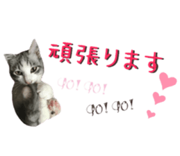 cat of cure congratulations Cheering sticker #15075445