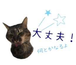cat of cure congratulations Cheering sticker #15075447