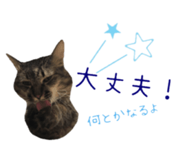 cat of cure congratulations Cheering sticker #15075447