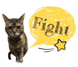 cat of cure congratulations Cheering sticker #15075449
