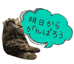 cat of cure congratulations Cheering sticker #15075450