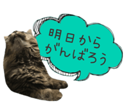 cat of cure congratulations Cheering sticker #15075450