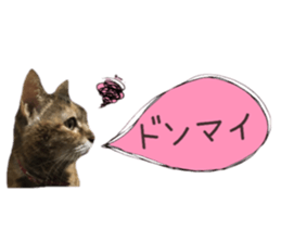 cat of cure congratulations Cheering sticker #15075451