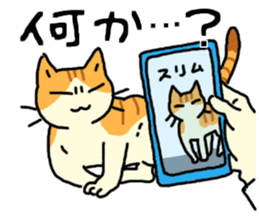 Brown&White<Cat sticker> sticker #15075563